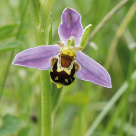 Des Orchid Es Sauvages Dans Votre Pelouse Parc Naturel R Gional